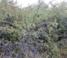 KRASJI VRH 1773m, 29.09.2018 - PS PT Nova Gorica